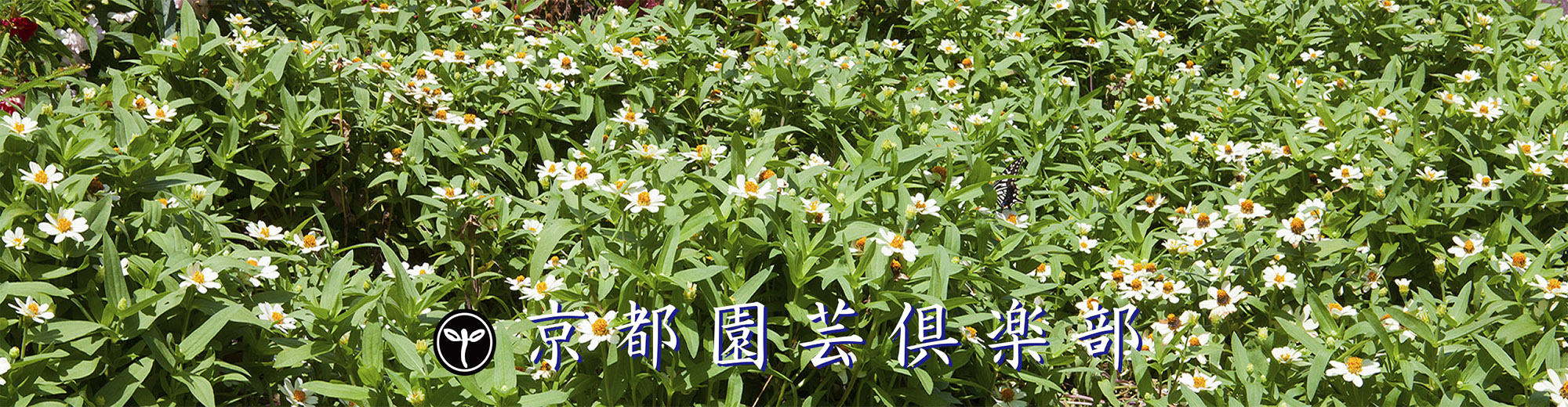 京都園芸倶楽部 京都園芸倶楽部