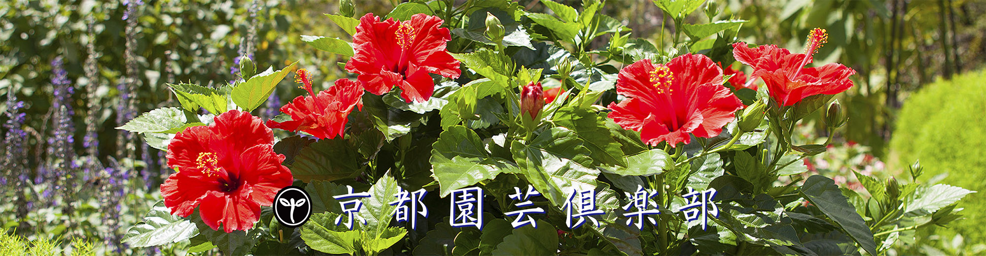 京都園芸倶楽部 京都園芸倶楽部