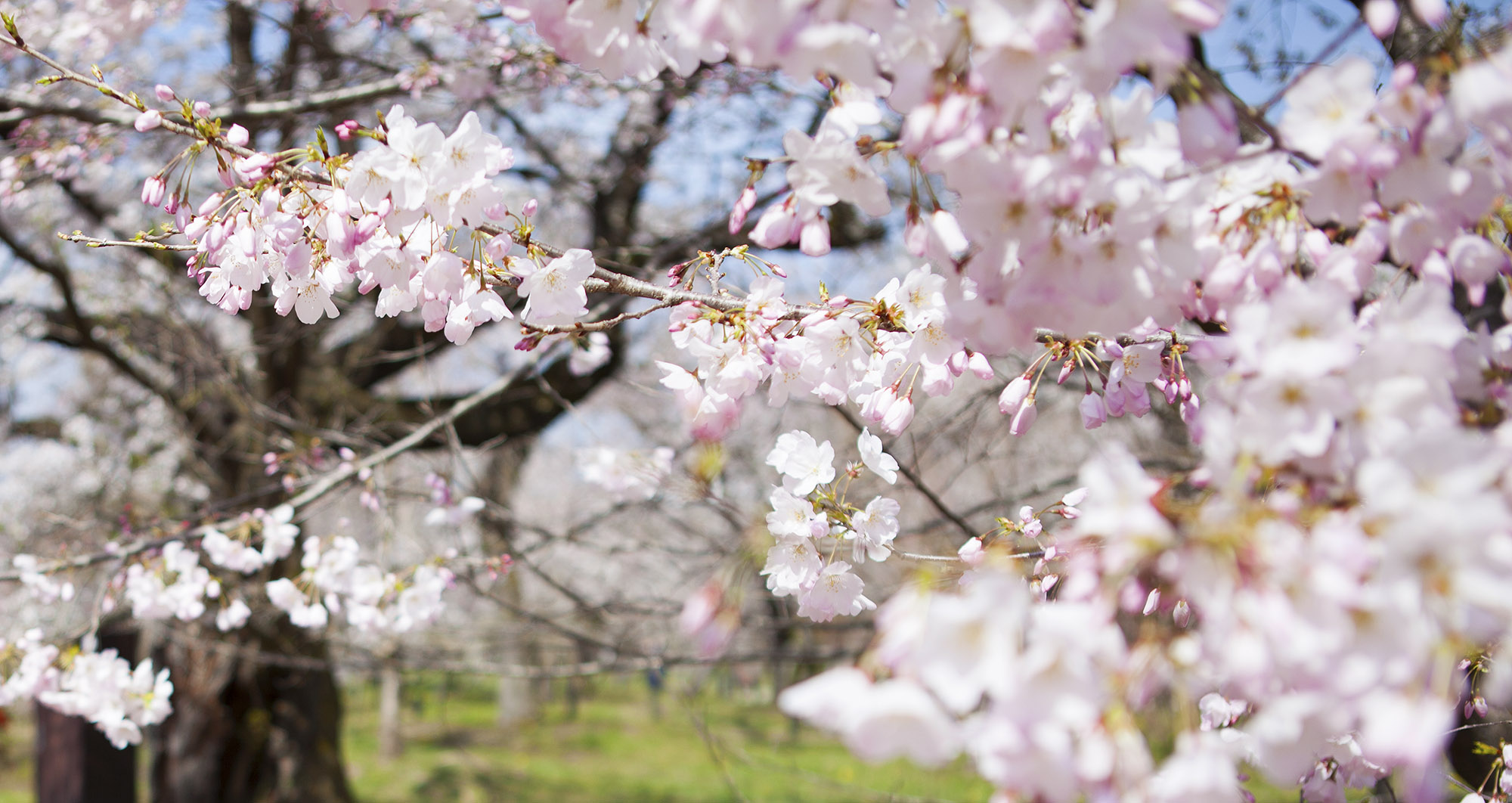 京都園芸倶楽部 京都園芸倶楽部