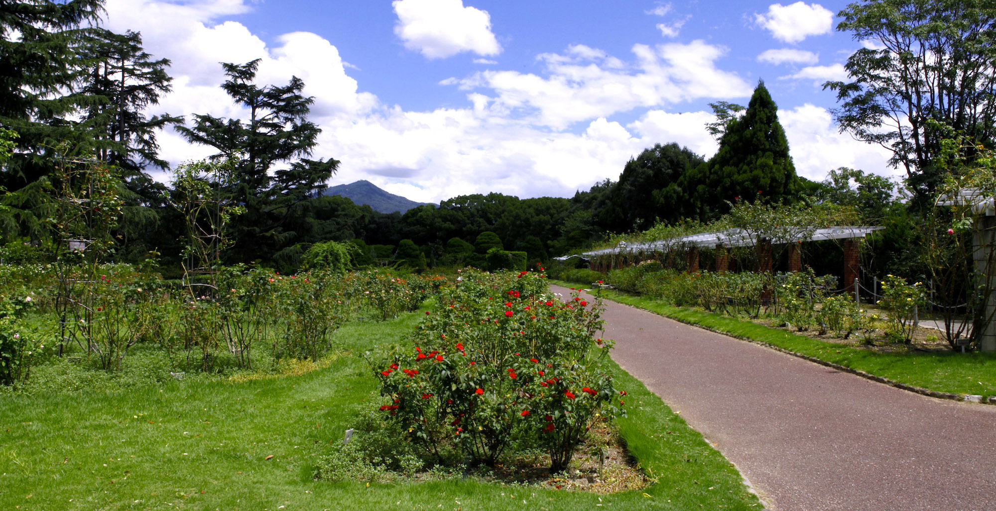 京都園芸倶楽部 京都園芸倶楽部