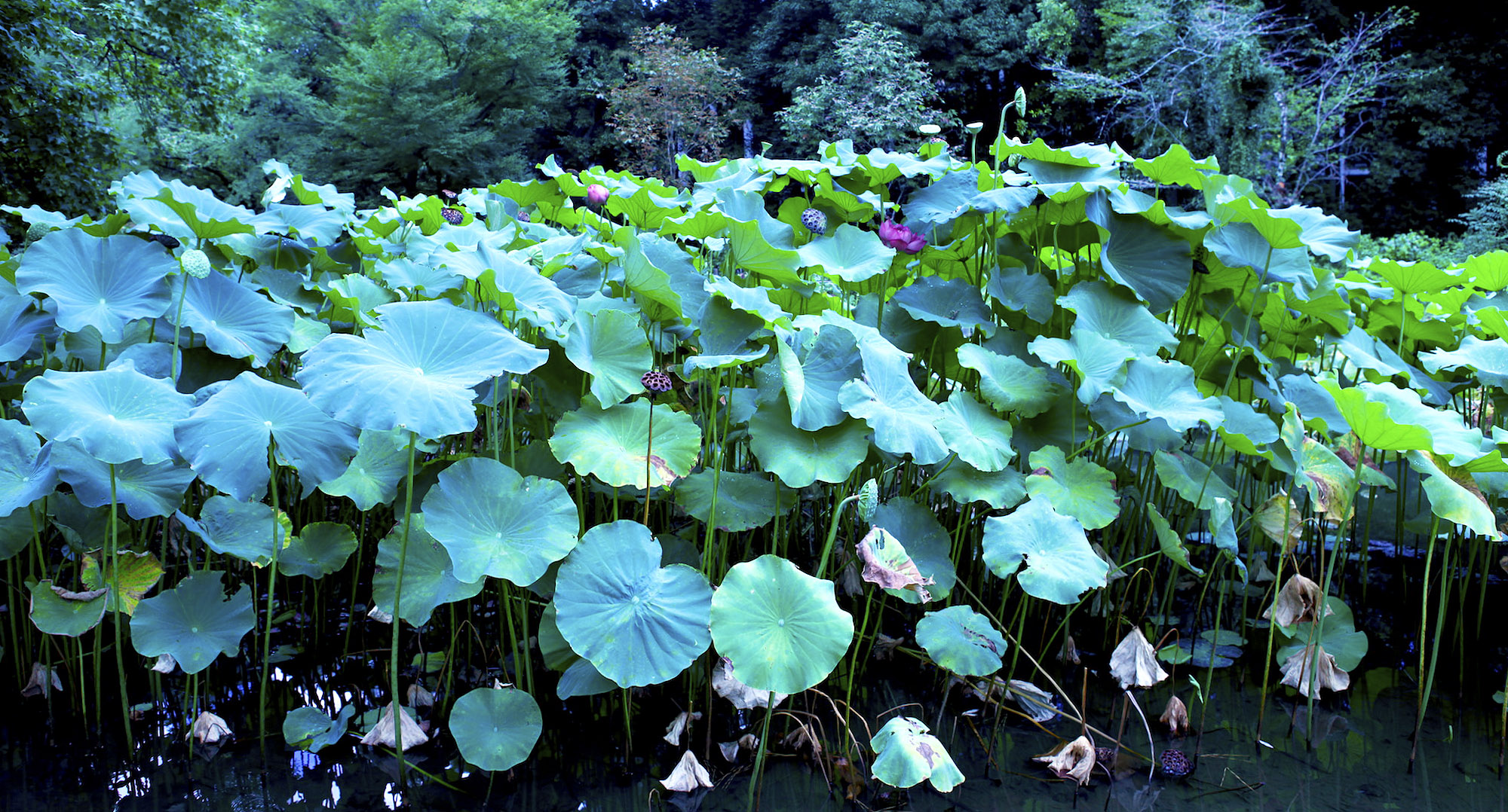 京都園芸倶楽部