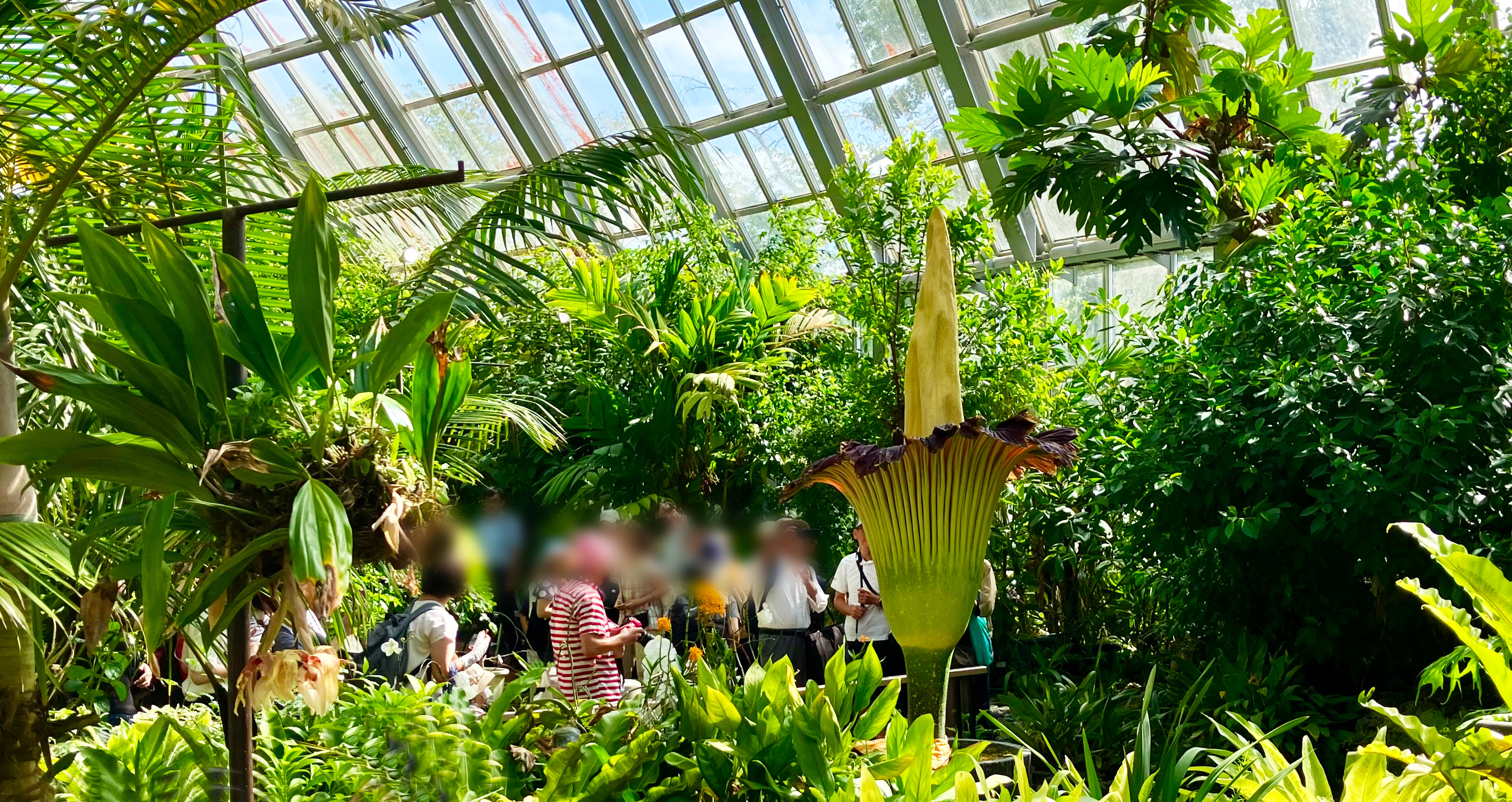 京都園芸倶楽部 京都園芸倶楽部