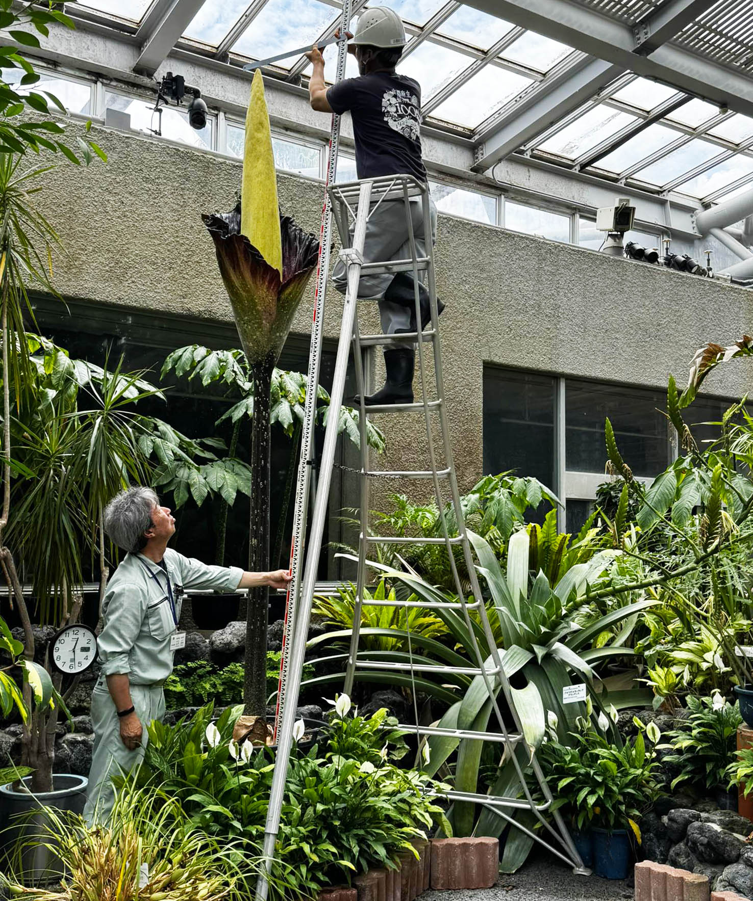 京都園芸倶楽部 京都園芸倶楽部