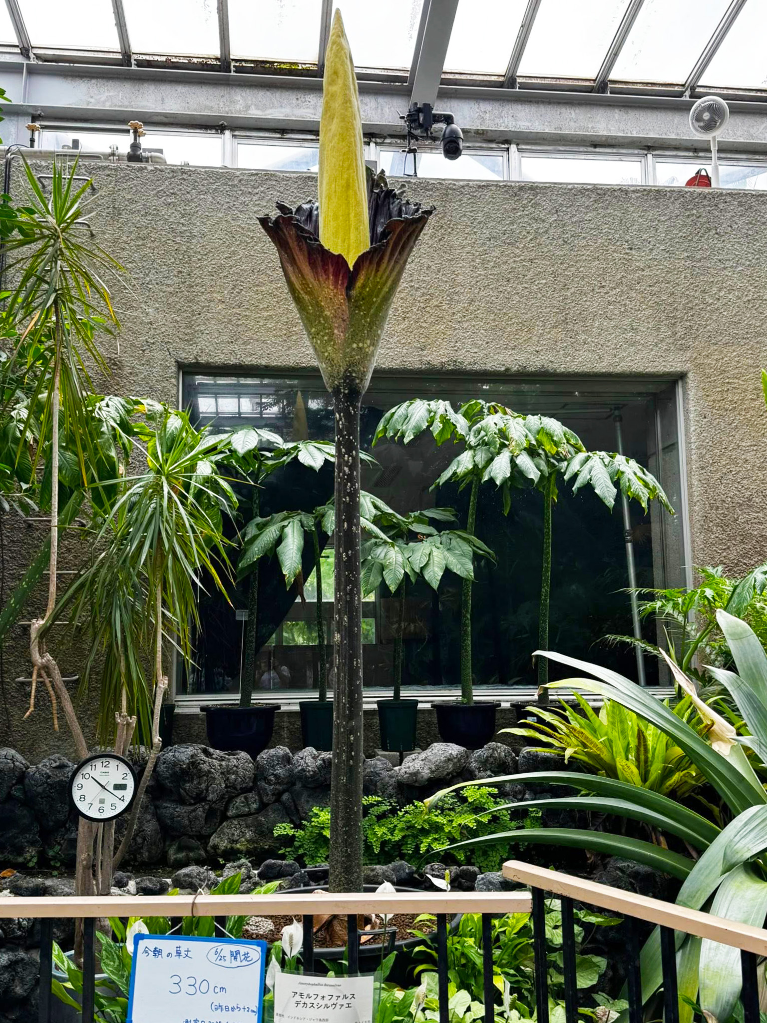 京都園芸倶楽部 京都園芸倶楽部